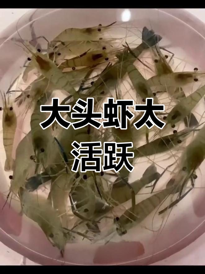 买回大头虾,活蹦乱跳不敢动