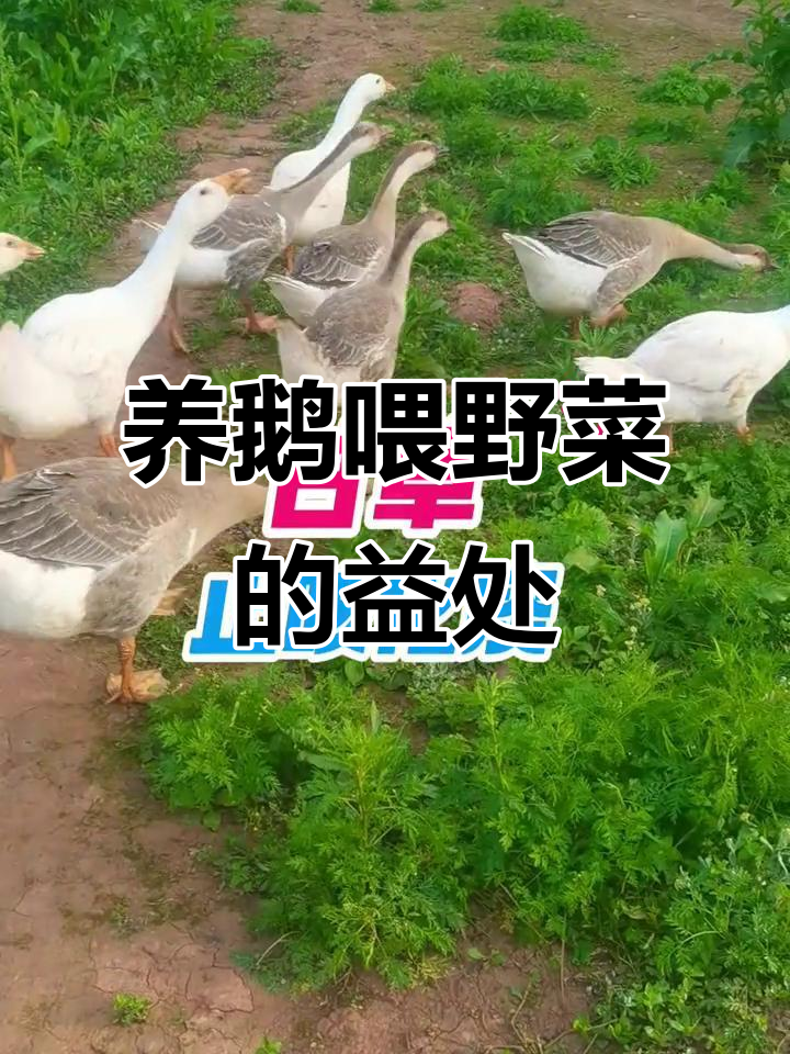 鹅吃野菜,健康又长寿!马齿苋、艾叶草等助消化防病