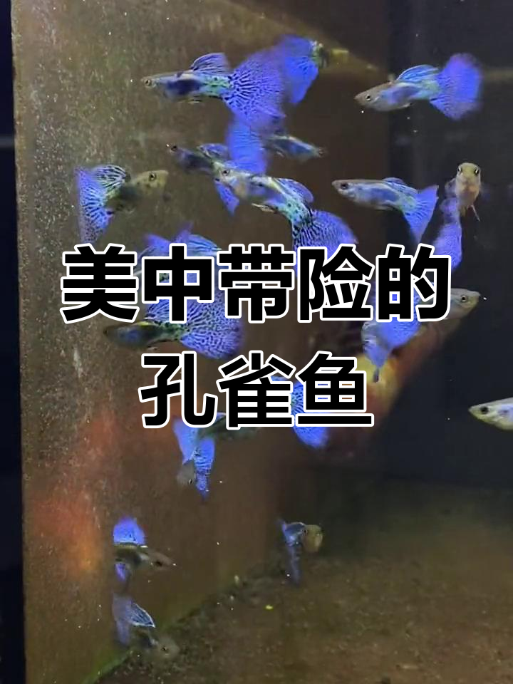 蓝草尾孔雀鱼,美丽与挑战并存,你敢尝试吗?