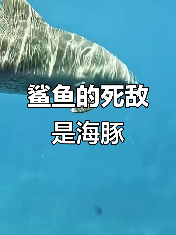 鲨鱼最怕的不是人,而是海豚!揭秘原因