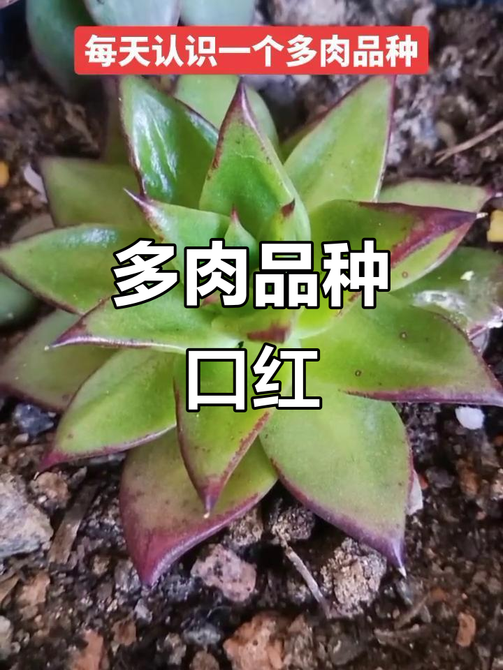 口红多肉:与乌木的区别,养护更轻松