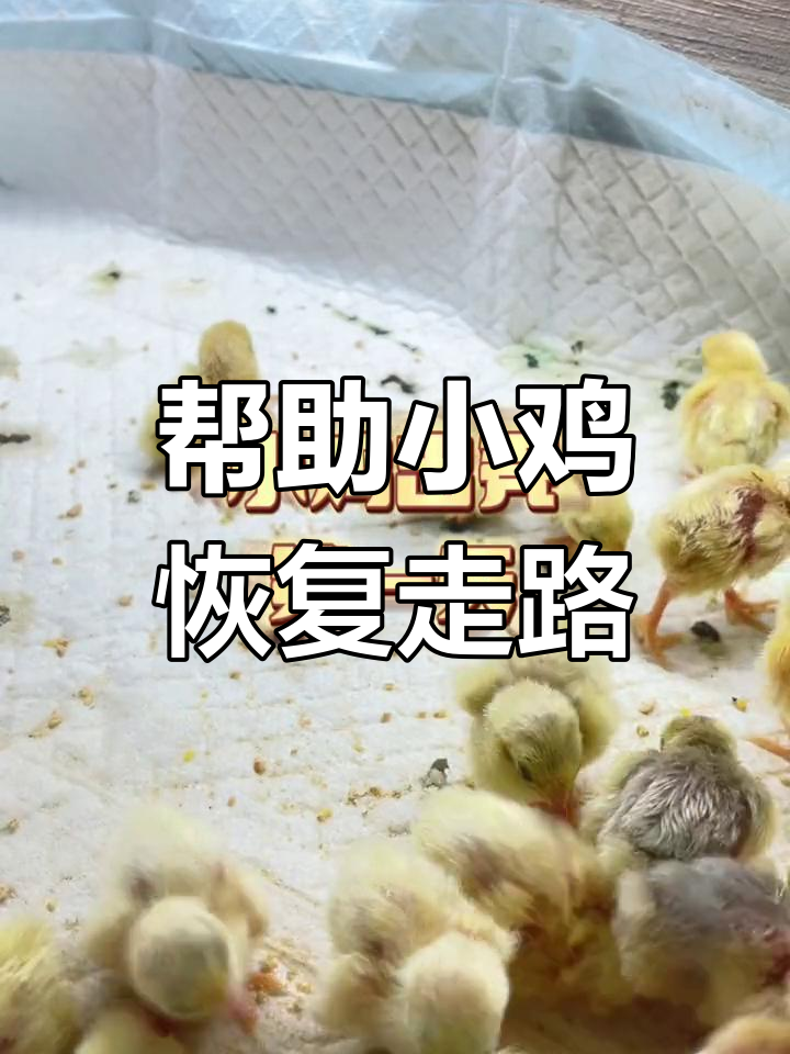 小鸡出壳后走路不稳,如何矫正?