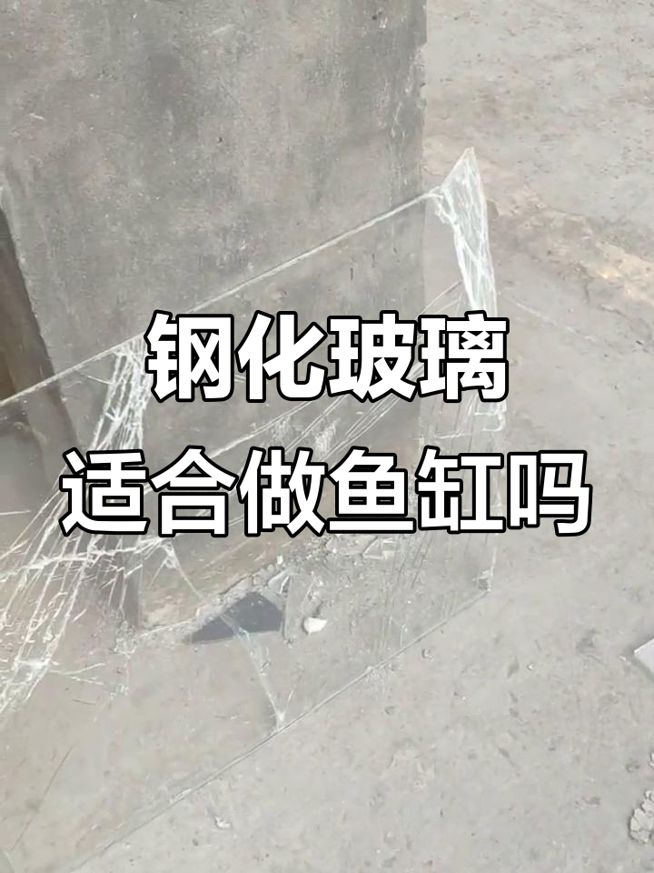 钢化玻璃能做鱼缸吗?这些缺点你必须知道