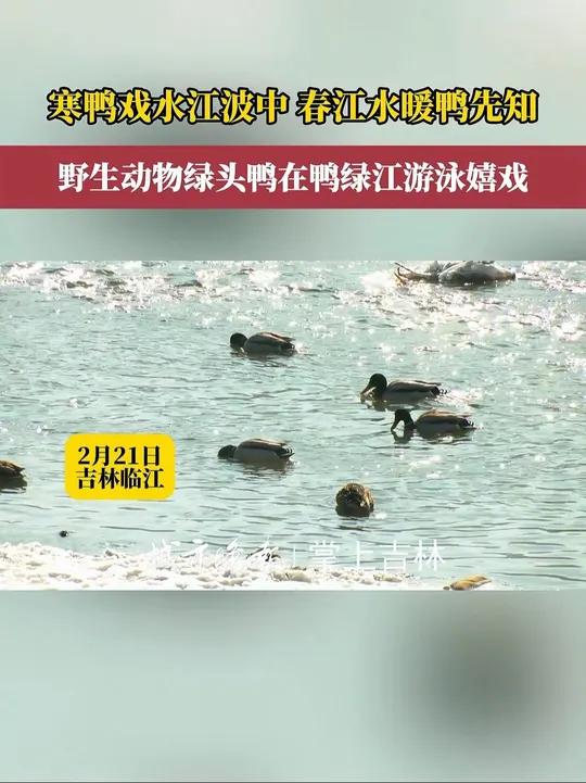 2月21日,吉林临江,鸭绿江上20多只野生动物绿头鸭成群结队游泳嬉戏;时浮时沉,或隐或现,