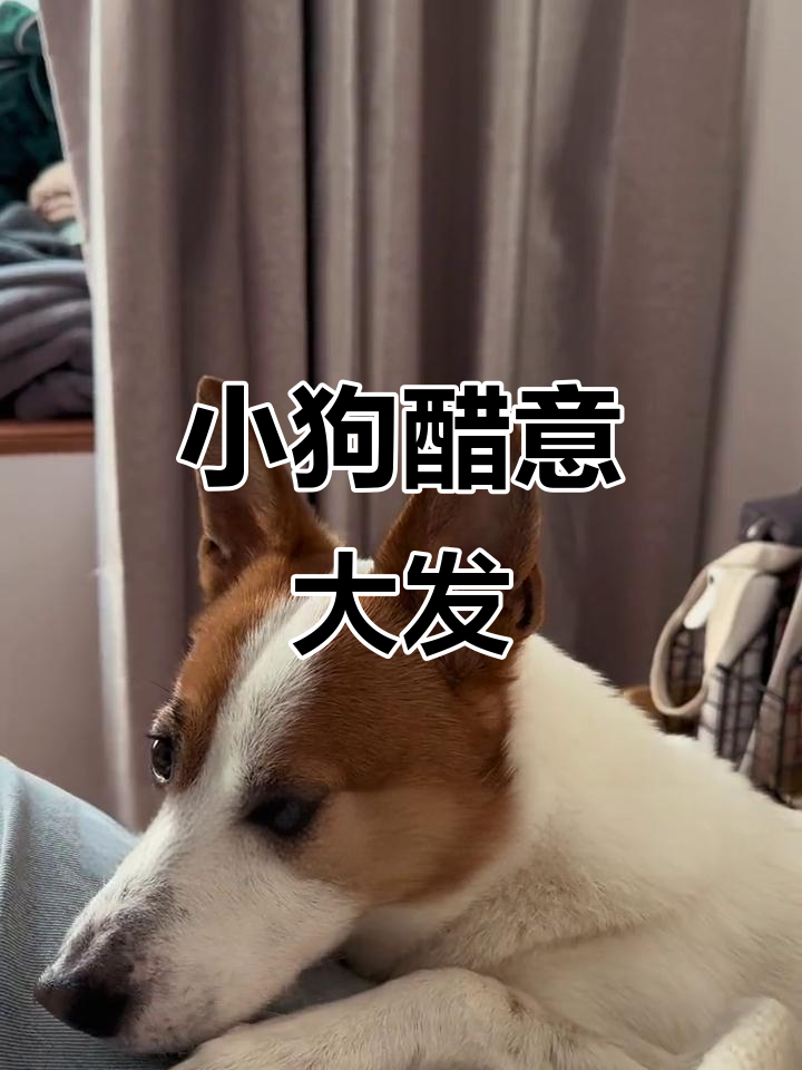 咖喱狗的“妈妈审判”:闻到复杂味道后的心路历程