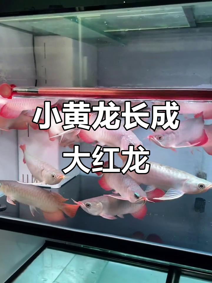 印尼小黄龙成长记:从鱼苗到红龙的蜕变