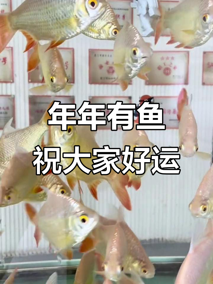 幼儿园的快乐鱼儿，好运连连！