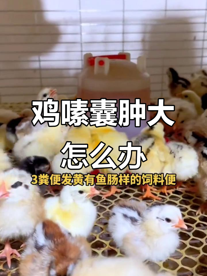 鸡嗉囊炎症状解析与治疗方案