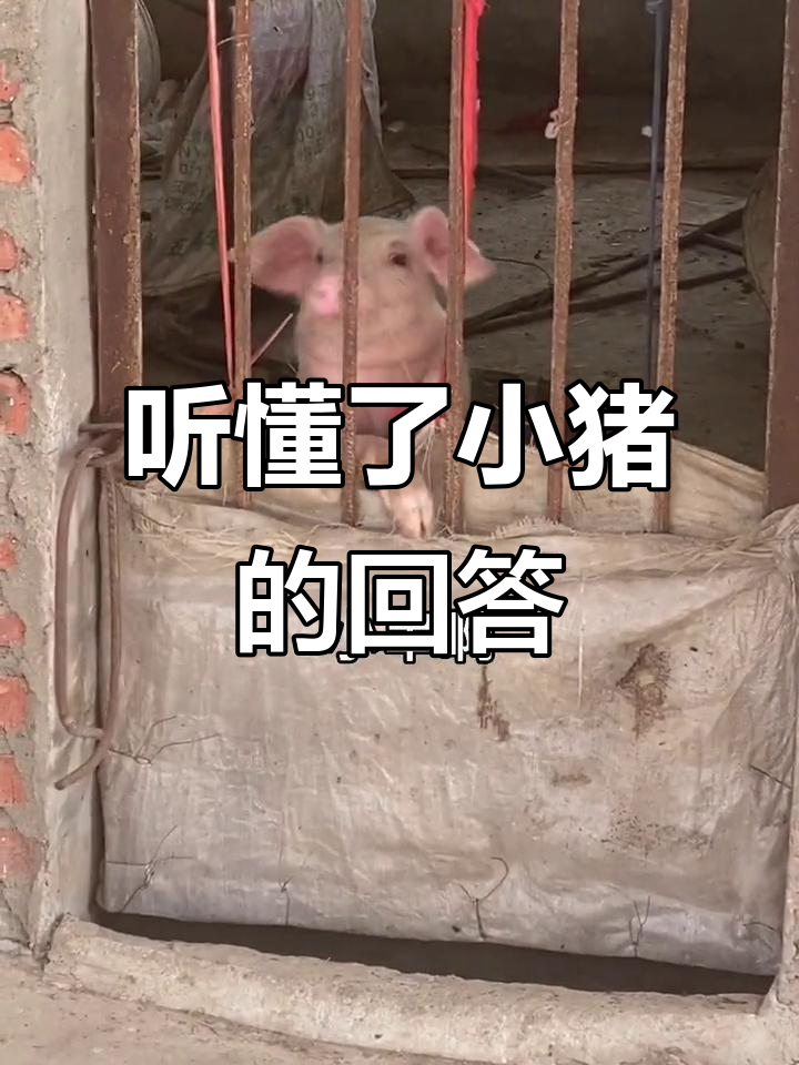 小猪肉串听懂了我的话，竟然这样回应！