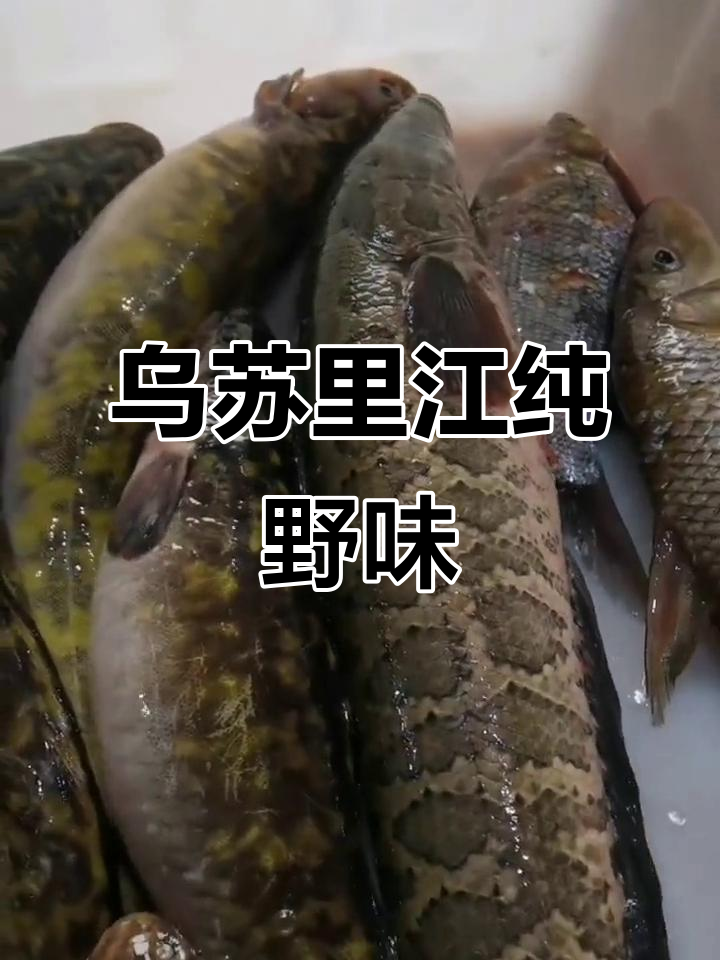 黑龙江乌苏里江野生鱼大揭秘：将军三斤度、黑斑大口鱼等美味来袭