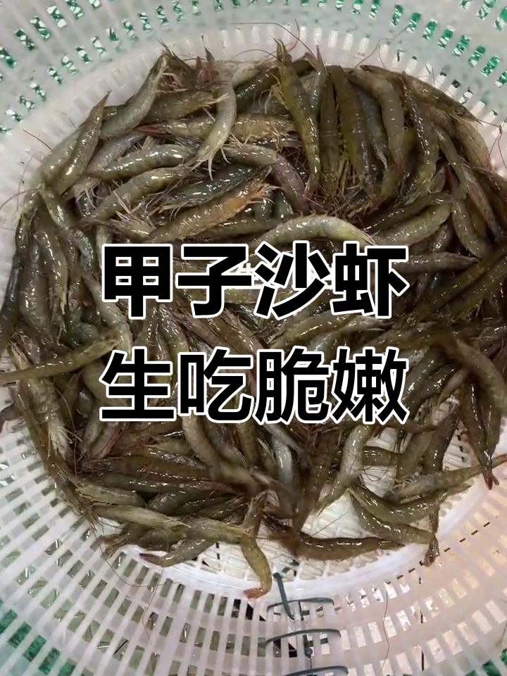 野生沙虾刺身,甲子特产脆爽口感