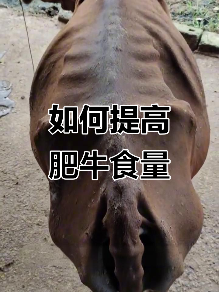 肥牛食欲不振?调理方法大揭秘,轻松解决消化不良问题