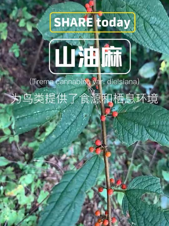 鸟类的好粮食-山油麻
