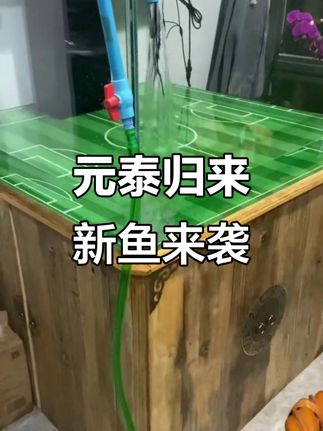 元泰回归,金鱼缸注水!选鱼忙不停