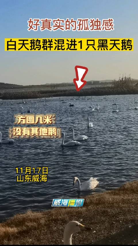 「1只黑天鹅混进白天鹅群被孤立」11月17日,山东威海荣成天鹅湖,在一大群白天鹅里面,有一