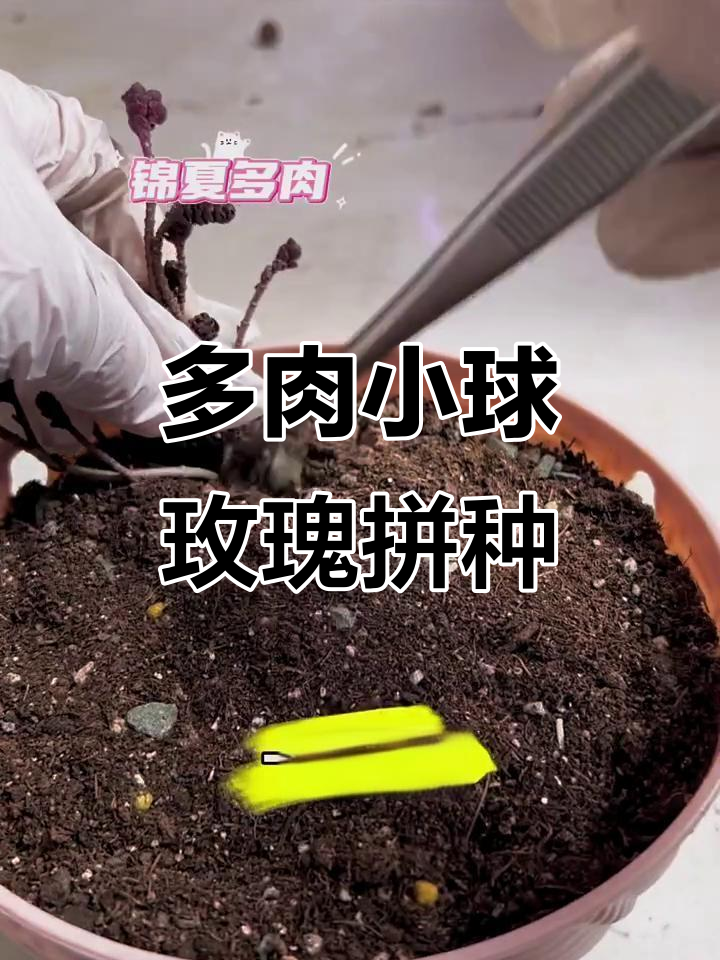 小球玫瑰拼种,多肉爱好者必看!