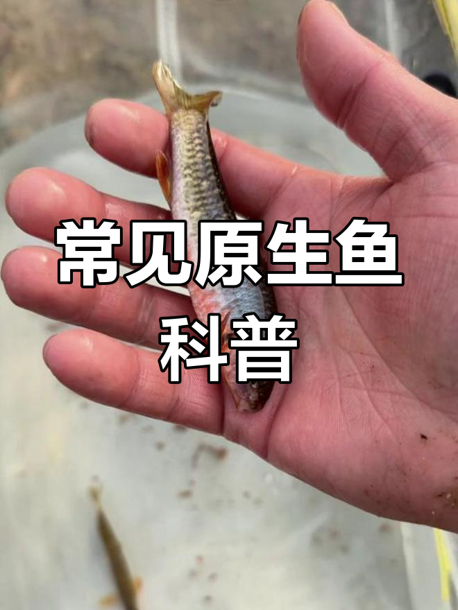 中国常见原生鱼45种,认识这些大神