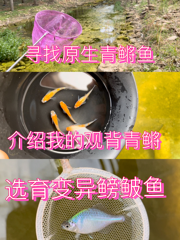 寻找原生青鳉 介绍我的观背青鳉