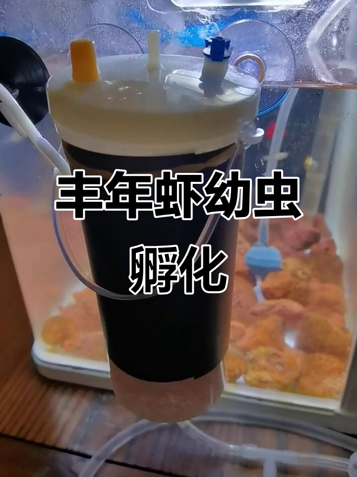 丰年虾幼虫与壳分离全过程,揭秘孵化原理