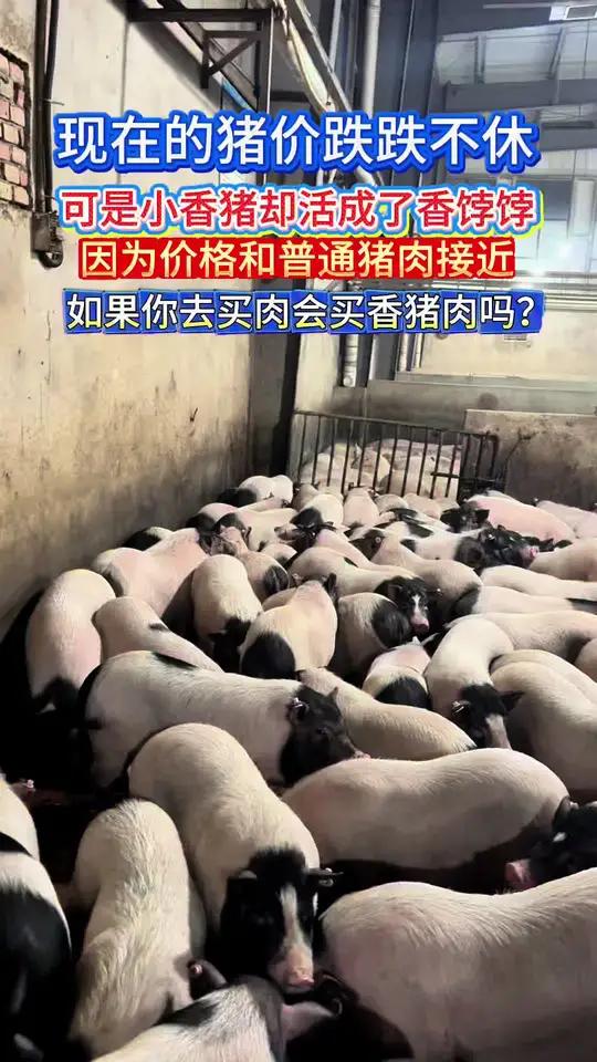 在猪价跌跌不休的当下,小香猪活成了香饽饽。#猪肉 #香猪 #巴马香猪 #关注三农 #养猪人