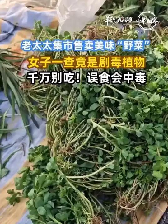老太太集市售卖美味“野菜”，女子一查竟是剧毒植物 千万别吃！误食会中毒。#野菜 #剧毒植物