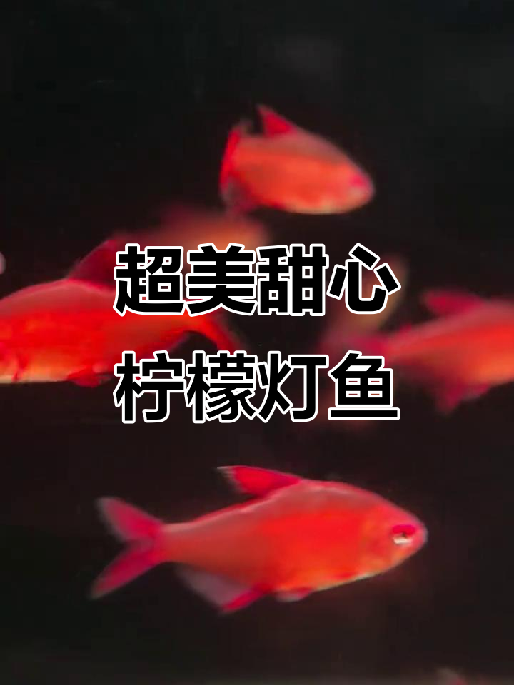 甜心柠檬灯鱼:色彩鲜艳,魅力十足!