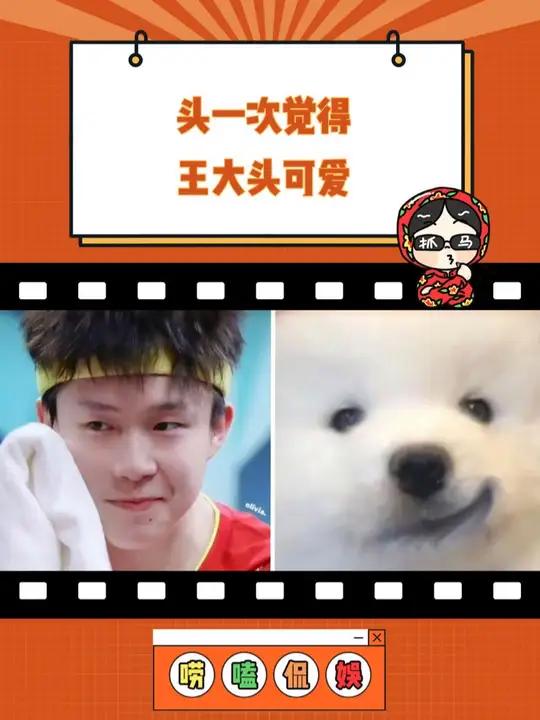 这下更像耶耶了 王楚钦 萨摩耶 可爱 许昕