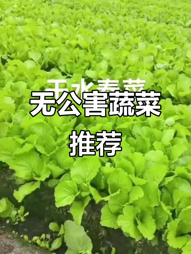 潮汕本地干水春菜,新鲜又无公害