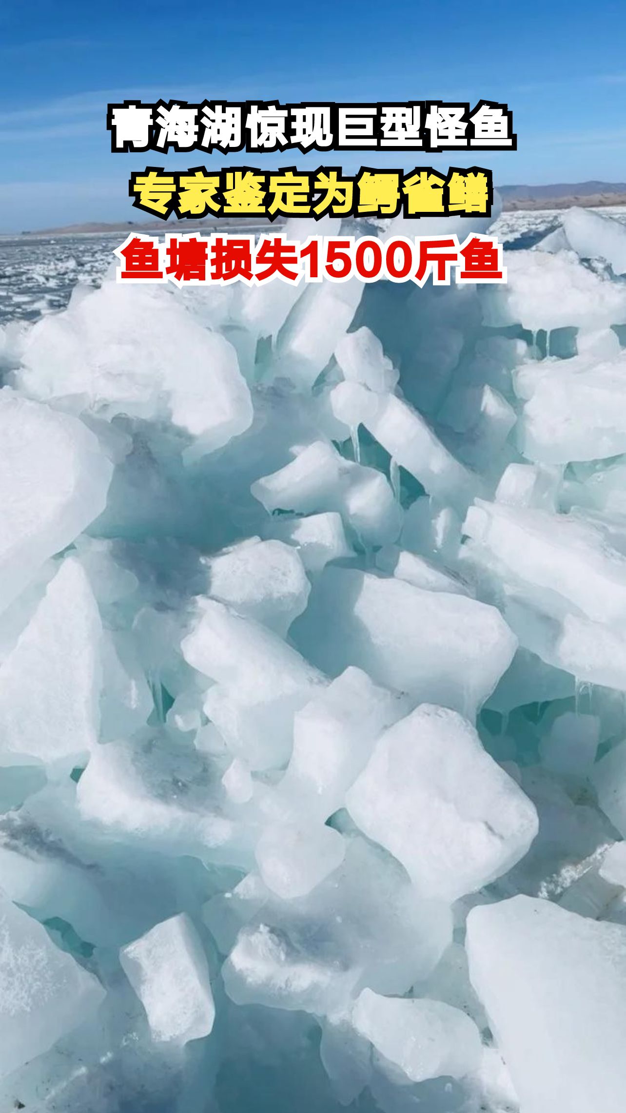 青海湖突现神秘怪鱼,专家揭秘其真实身份,背后原因令人深思