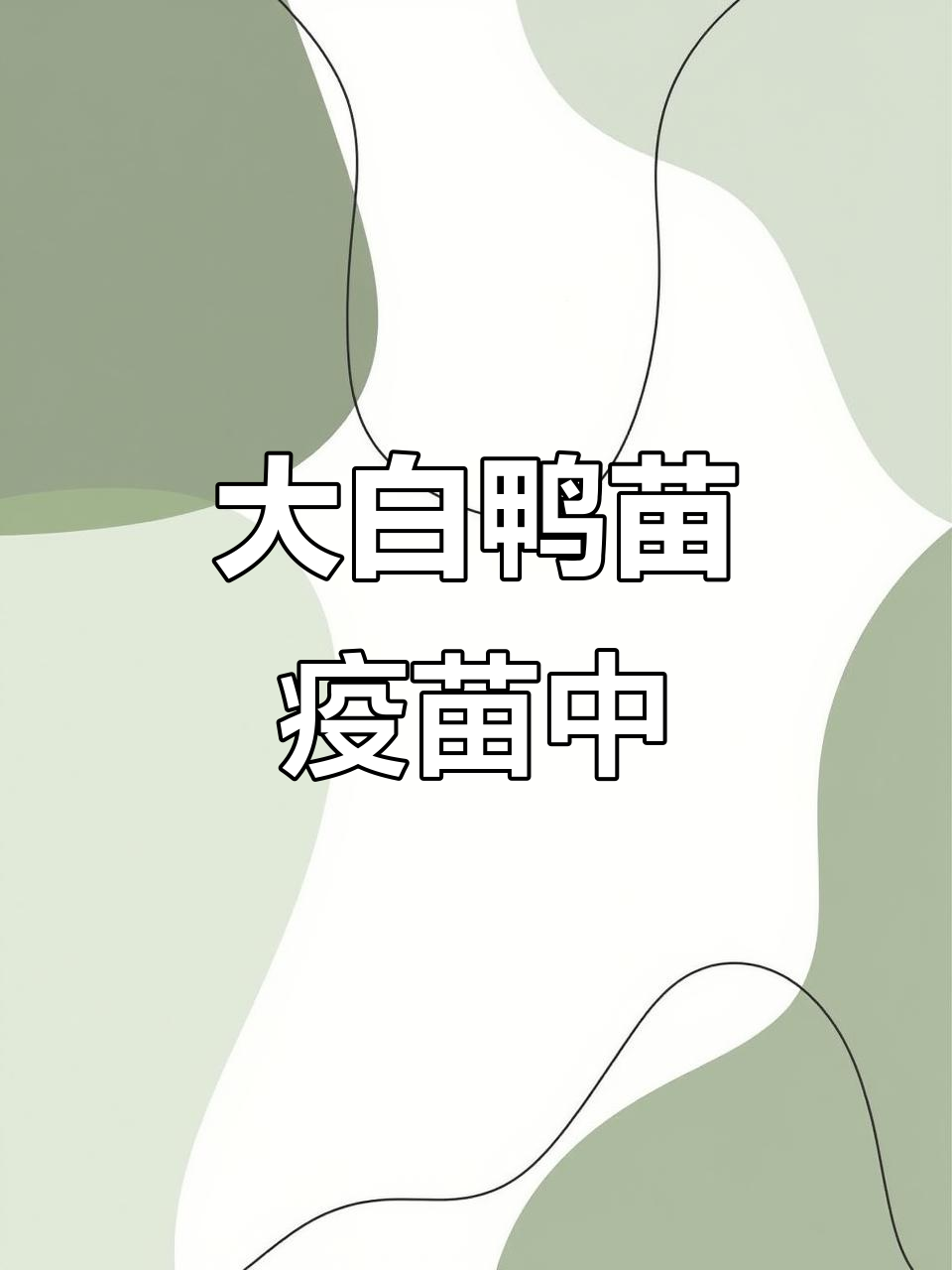 昆明客户定制2000羽大白鸭苗,疫苗接种后成品烤鸭首选