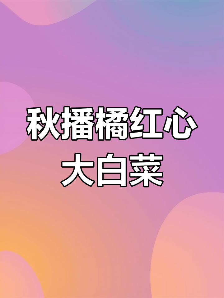 秋季橘红心大白菜,VC含量高口感脆甜,火锅酸菜必备