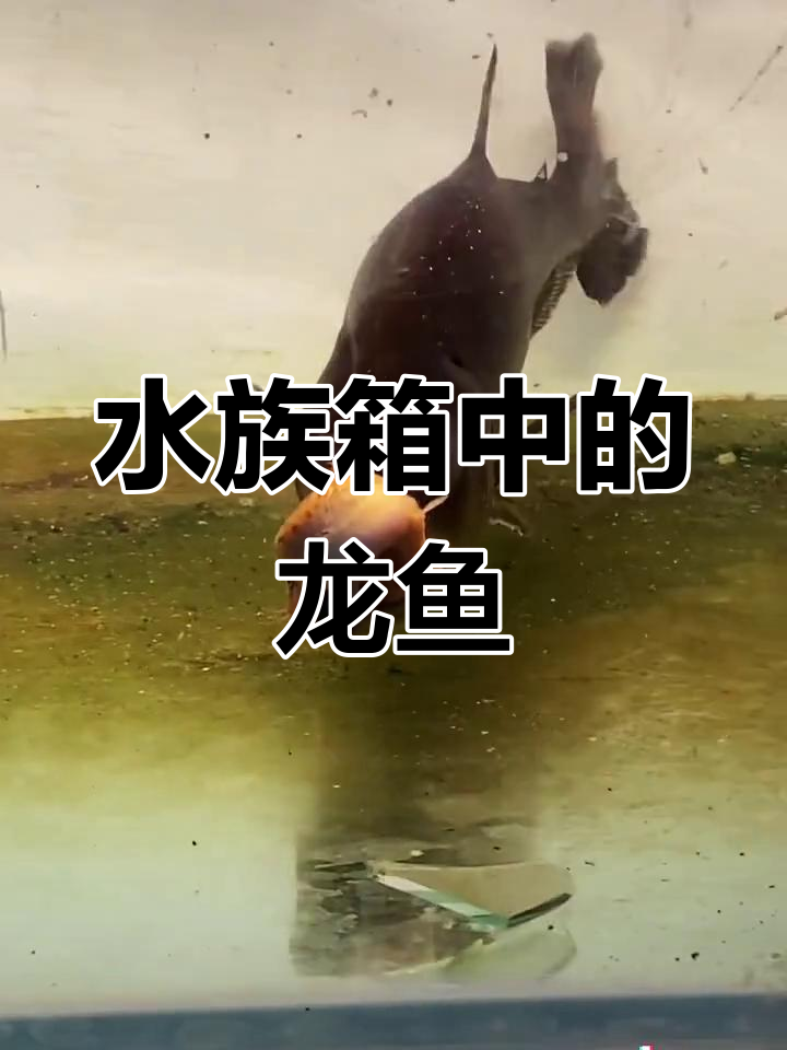 哥伦比亚巨型水虎鱼,青面獠牙震撼登场