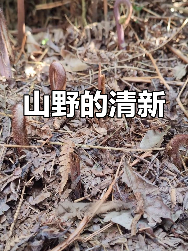 春风拂过,蕨菜舒展,山林气息扑面而来