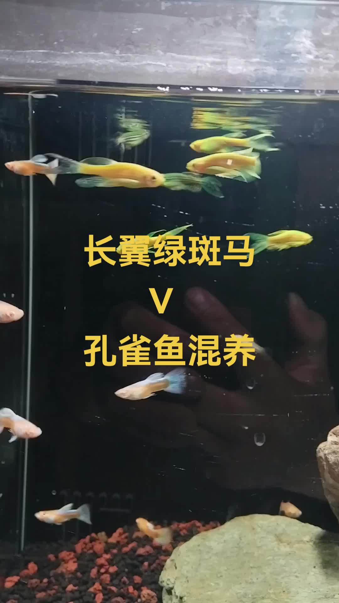 长翼绿斑马与孔雀鱼的混养,你见过吗!混养 观赏鱼 养鱼日记 孔雀鱼