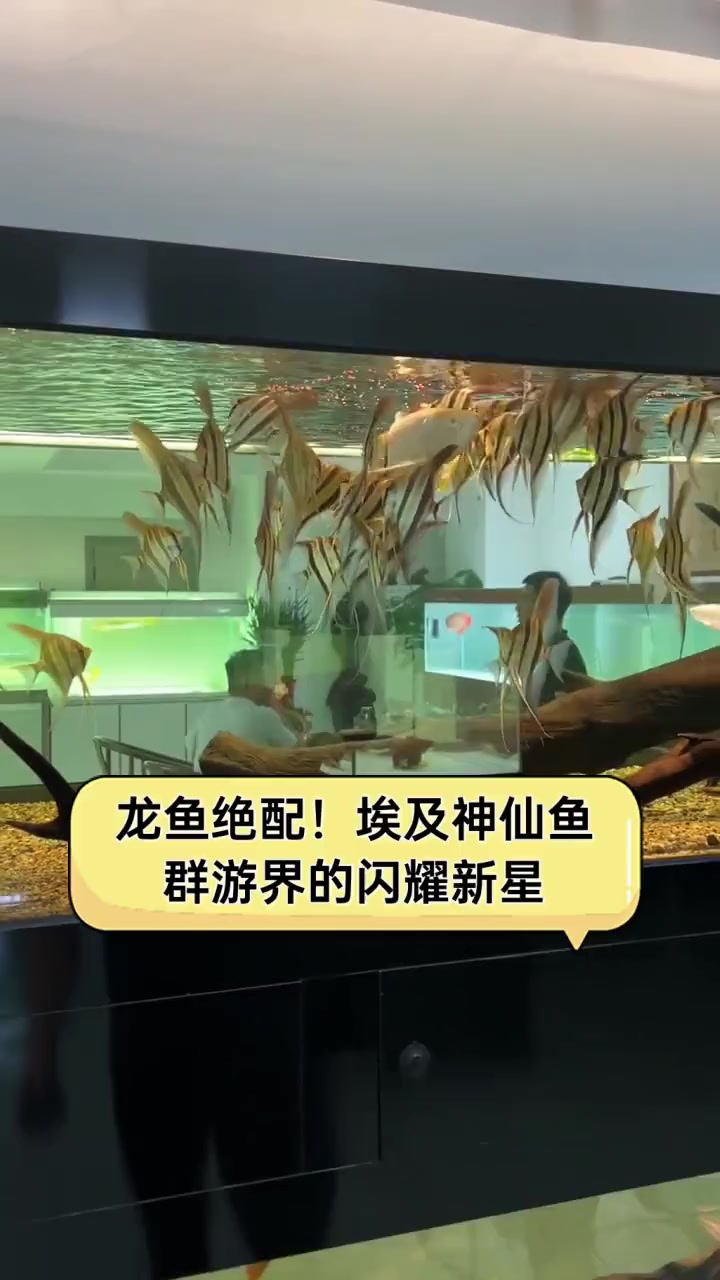 龙鱼绝配!埃及神仙鱼,群游界的闪耀新星