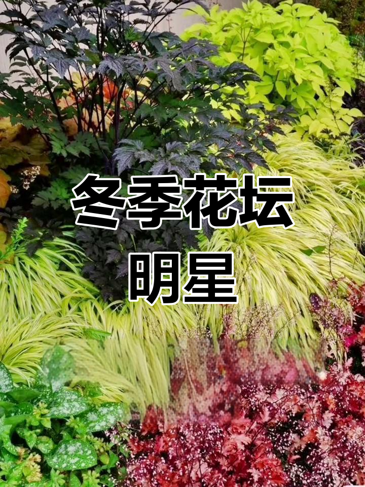 矾根,冬日花园的亮色,阴暗角落也能焕发勃勃生机
