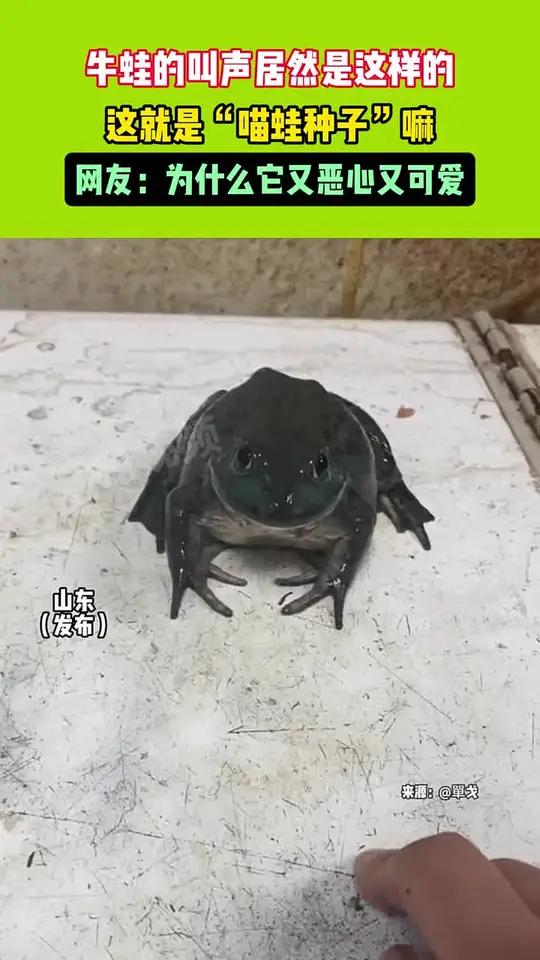 牛蛙的叫声居然是这样的这就是“喵蛙种子”嘛网友:为什么它又恶心又可爱