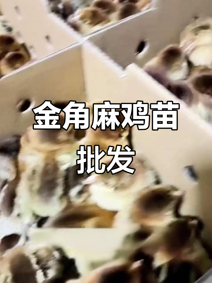 刚出壳的金角麻鸡苗,健康又超多库存!