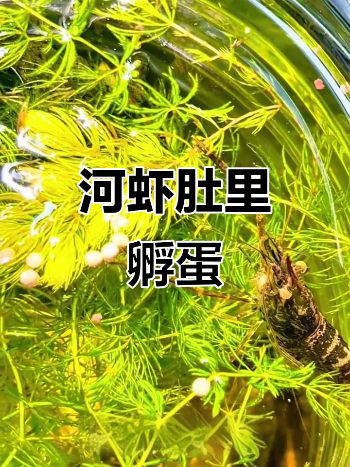 河虾竟然把卵吞进肚子,公母合作孵化小虾米