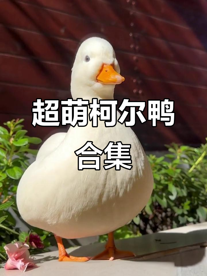 柯尔鸭萌态百出,超可爱!