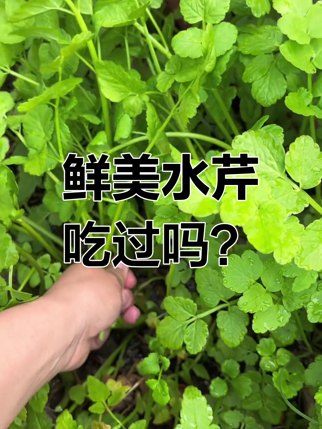 水芹:比芹菜更美味,江南特产的野菜你尝过吗?