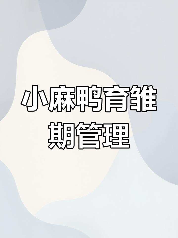 金锭小麻鸭育雏期饲料选择与日常管理技巧