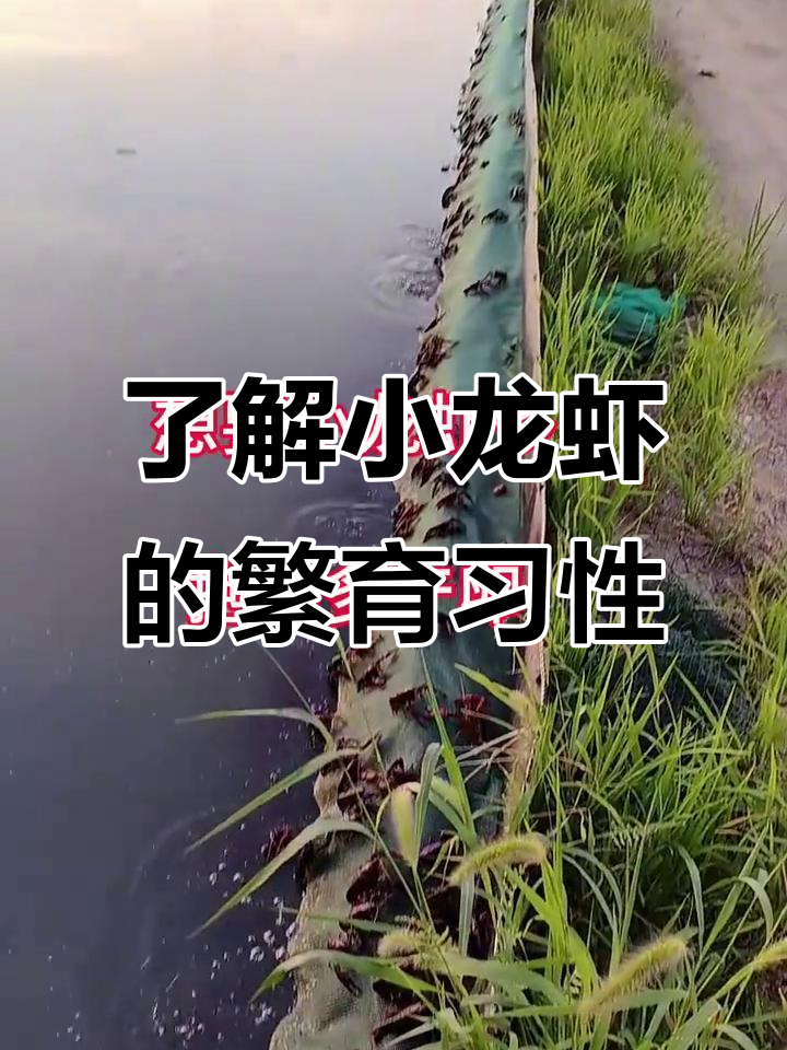 小龙虾繁殖揭秘:如何提高产卵量与孵化率