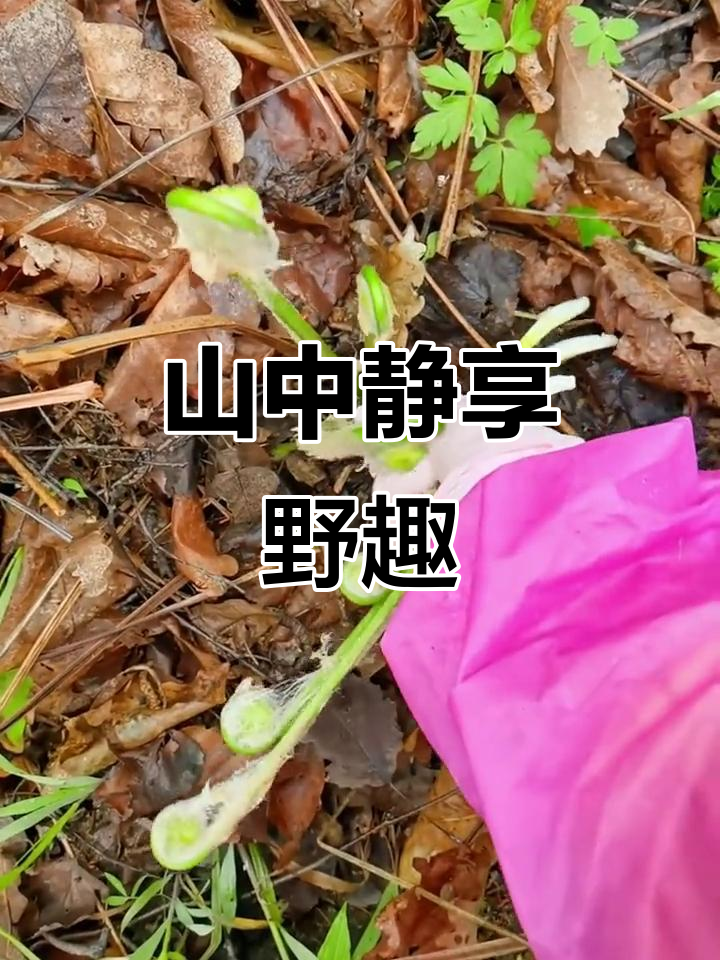 远离喧嚣,山中静谧,独自采摘野菜,享受宁静时光