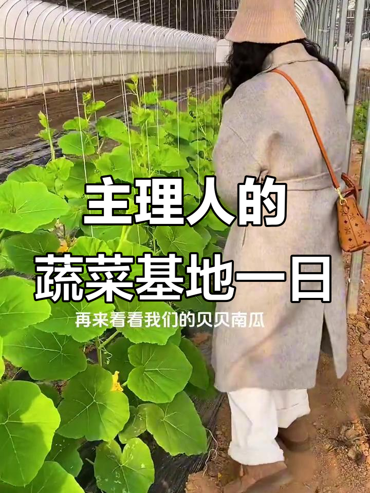 蔬菜基地的日常:90后主理人带你走进绿色种植的世界