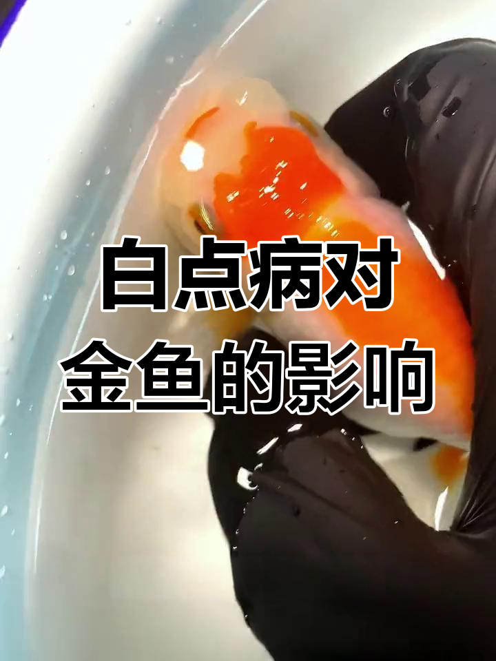 金鱼白点病的症状与治疗