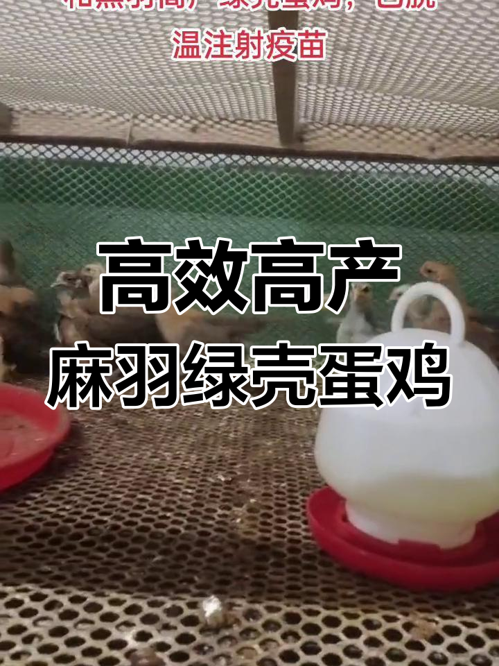 高产绿壳蛋鸡品种介绍,脱温疫苗齐全