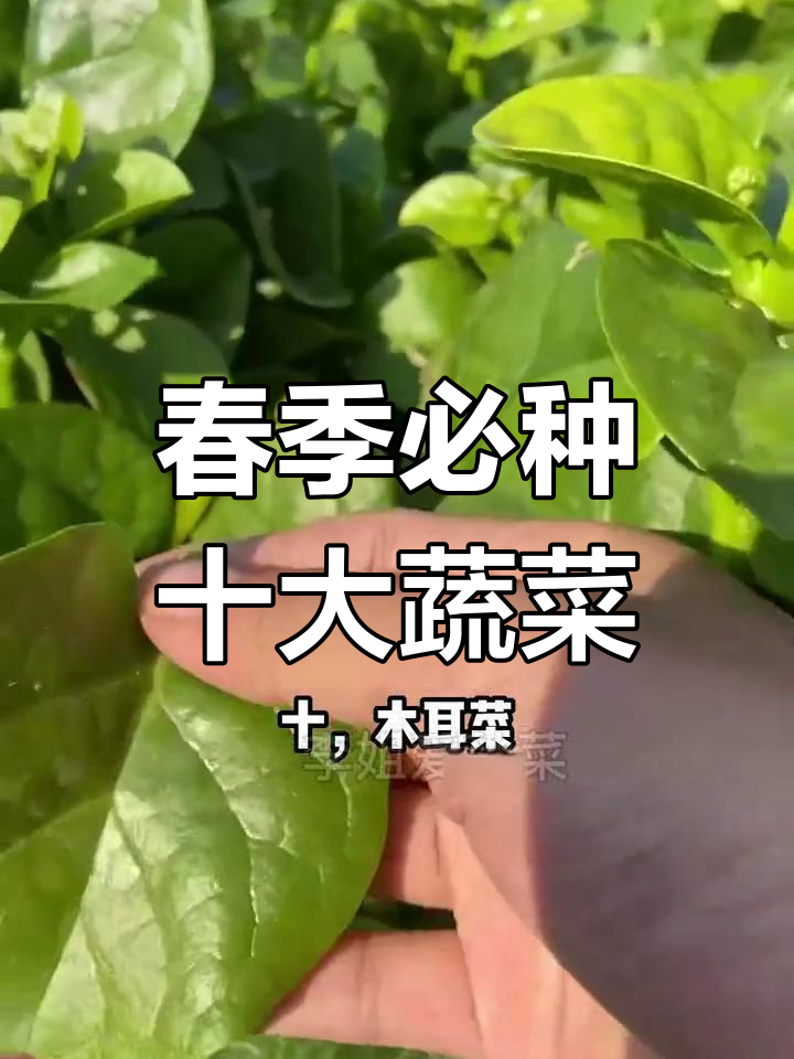 春天种菜指南:十种适合的绿叶蔬菜