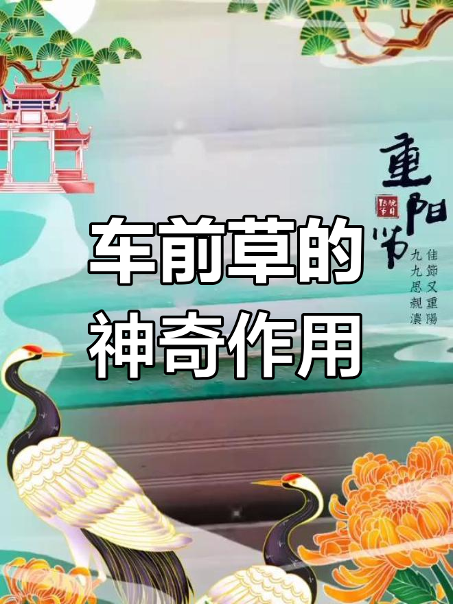 车前草:农村常见却鲜为人知的野菜,竟有这么多功效!