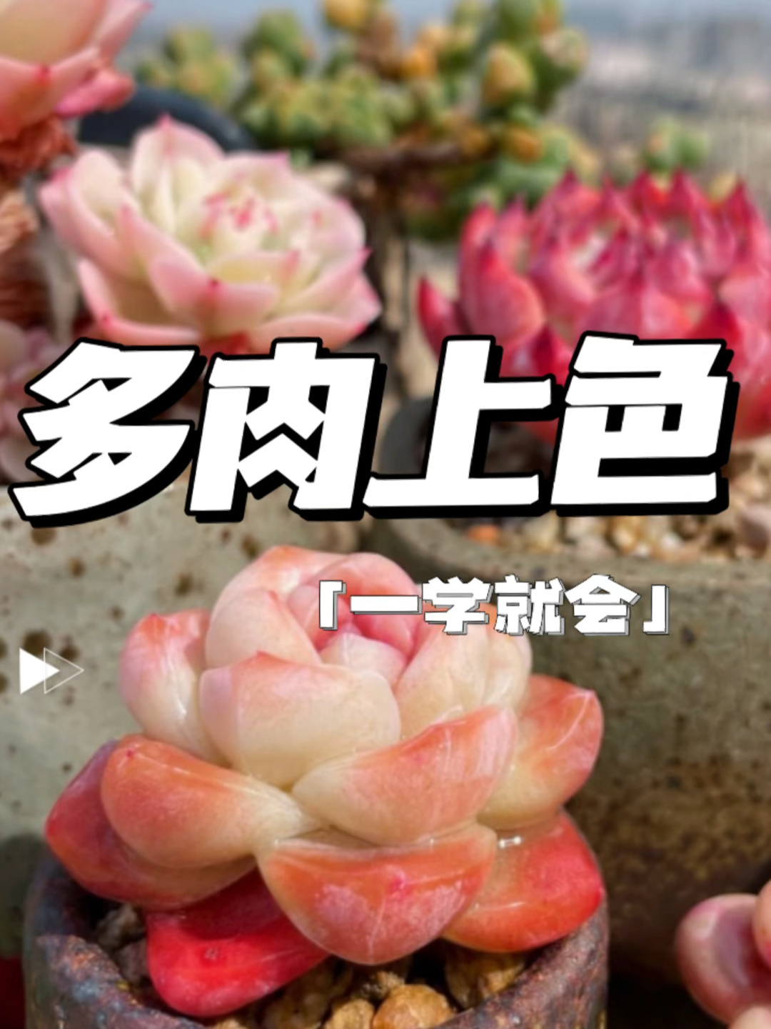 多肉如何上色|新手养多肉绿植|养护技巧干货
